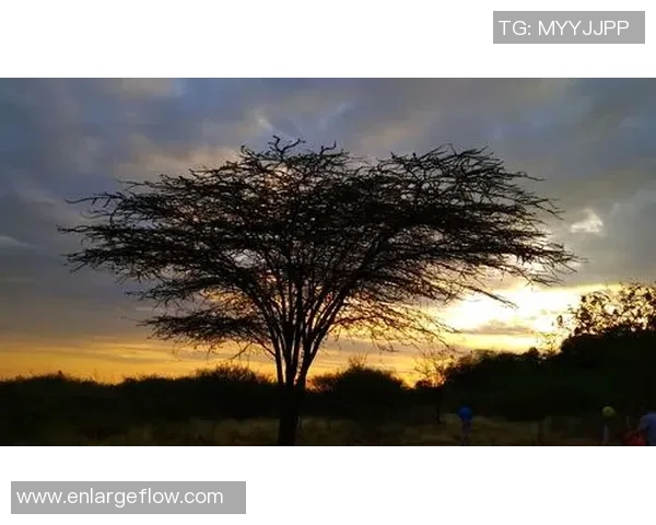 重庆篮球队的速度之谜：激情与技巧的完美结合探秘之旅