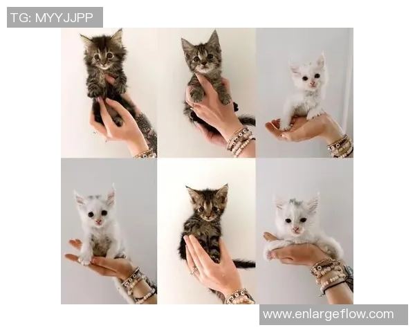 猫咪与足球的完美结合盘点那些热爱养猫的足球明星们